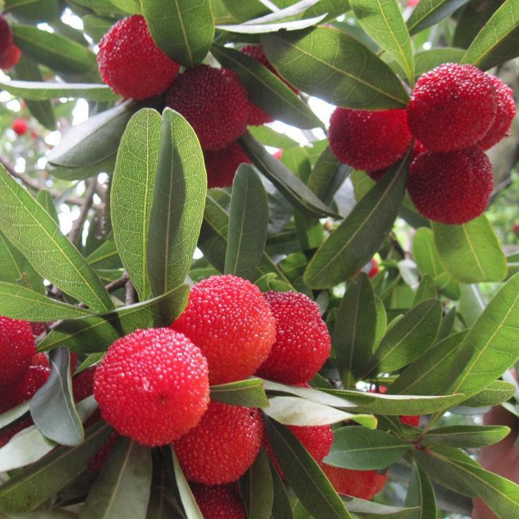 星空app官方网页