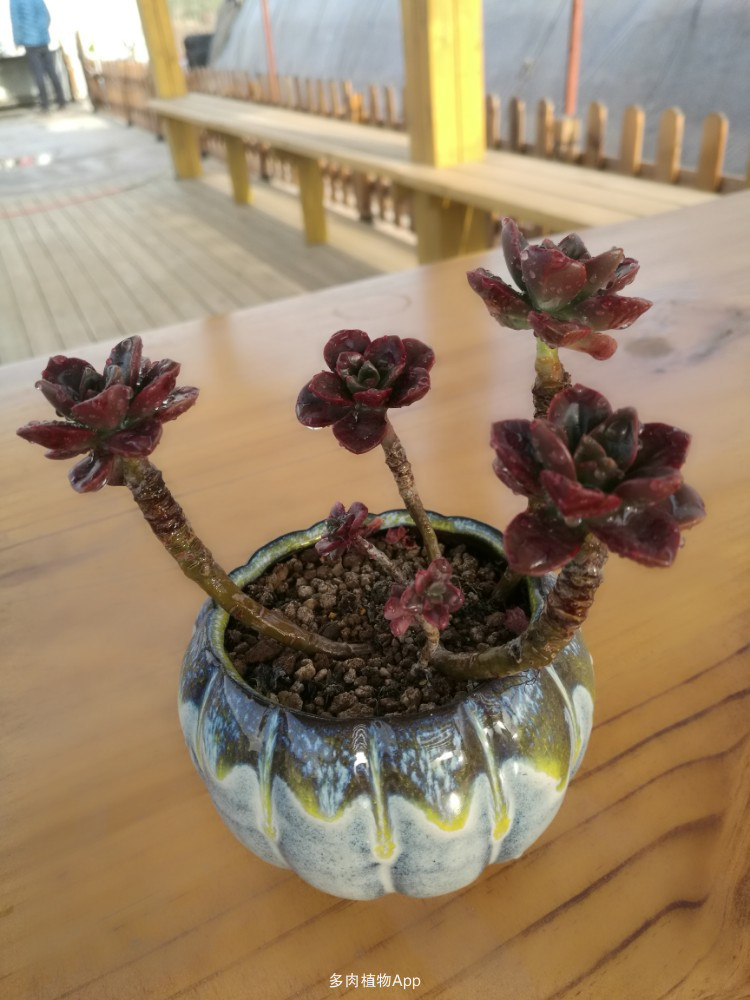 【星空app官方网页】得了乳腺炎还能哺乳吗?乳腺炎试试中医疗法(图3) 星空app官网